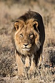 Male African Lion making eye contact