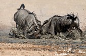 Blue wildebeest males fighting