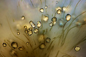 Rivularia cyanobacteria,light micrograph
