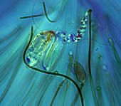Rotifers and cyanobacteria,micrograph