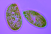 Paramecium bursaria,light micrograph