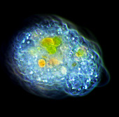 Amoeba,light micrograph