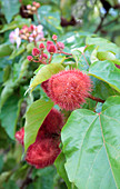 Lipstick tree seed pods