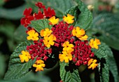 Lantana flower hybrids