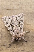 Early grey moth
