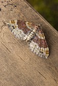 Red twin-spot carpet moth