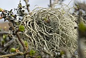 String-of-sausages lichen