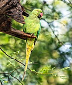 Ring-necked parakeet in a tree