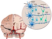 Brain cells and neuroglia,illustration