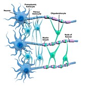 Brain neurons and neuroglia,illustration