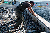 Tuna farming,Spain