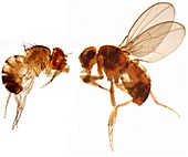 Normal and mutant fruit fly,LM