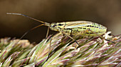 Meadow plant bug
