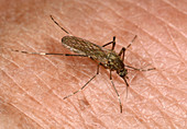 Brown saltmarsh mosquito