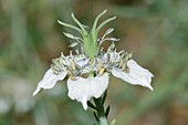 Nigella arvensis flower
