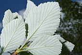 Common whitebeam leaves