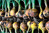 Giant Fen Globe onions pulled from ground