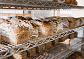 Tin loaves on metal shelves after being baked in a coal-fired oven in a small countryside bakery