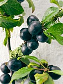 Fresh sloe berries on a twig