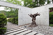 Dead tree stum framed by concrete walls