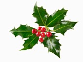 Fresh holly leaves with red berries against a white background
