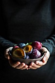 Hands holding a bowl of fresh plums
