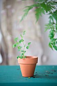 Delicate pea seedling in terracotta pot