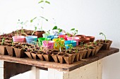 Seedlings in recycled seed trays and pastel pots arranged on rustic wooden table