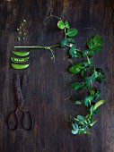 Sugar snap peas with tendrils and a pair of old scissors