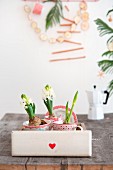 White hyacinths in drawer on wooden table, espresso pot and garland of dried apple slices on wall in background