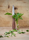 Flat-leaf parsley and a knife