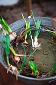 Flowering snowdrop plants and willow wreath in zinc tub