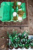 Osterdekoration mit grüner Eierschachtel, Moos und Eierschalen