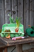 Easter arrangement of green egg box, moss and grape hyacinths