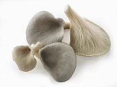 Fresh picked grey oyster mushrooms on a white background