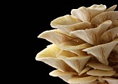 Fresh picked edible yellow or golden oyster mushrooms (Pleurotus citrinopileatus) in a grow box against a black background