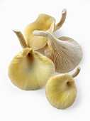 Fresh picked edible yellow or golden oyster mushrooms (Pleurotus citrinopileatus) in a grow box against a white background