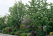 Prunus (Süßkirsche), Sorbus (Eberesche), Syringa (Flieder), Buxus (Buchs)