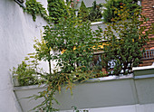Dachgarten mit Flieder, Krummholzkiefer