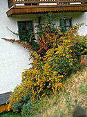 Hang bepflanzt mit Pyracantha (Feuerdorn)