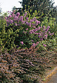 Hedge of flowering shrubs
