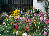 Buntes Beet mit Rudbeckia