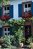 House entrance with Vitis vinifera