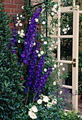 Delphinium (delphinium) and Rosa (climbing rose)