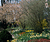 Daffodils and tulips under flowering ornamental cherry trees