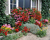 Beet an der Hauswand mit Pelargonium peltatum (Hängenden Geranien)