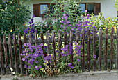 Campanula Medien