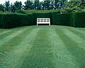 Taxus baccata cut as a hedge