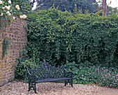 Sitzplatz mit Actinidia arguta (Kiwi)