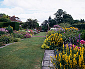 Perennial border with Lysimachia Punctata, Veronica